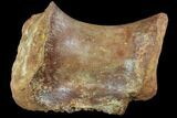 Spinosaurus Caudal (Tail) Vertebrae - Kem Kem Beds #87103-3